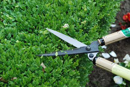 OKATSUNE 216 Heckenschere kurz | Kurzes, ultraleichtes Modell mit 30 cm Holzgriffen und 145 mm rasiermesserscharfer Klinge, ideal für Formschnitt von Buchsbaum und japanischem Garten
