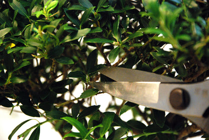OKATSUNE 221 Bonsai-Schere kurz | Traditionelle japanische Bonsaischere mit 52 mm spitzen Klingen für präzise Formgebung und Pflege von Bonsai, Buchsbaum und Kiefern, unangefochtene Nr. 1 in Japan