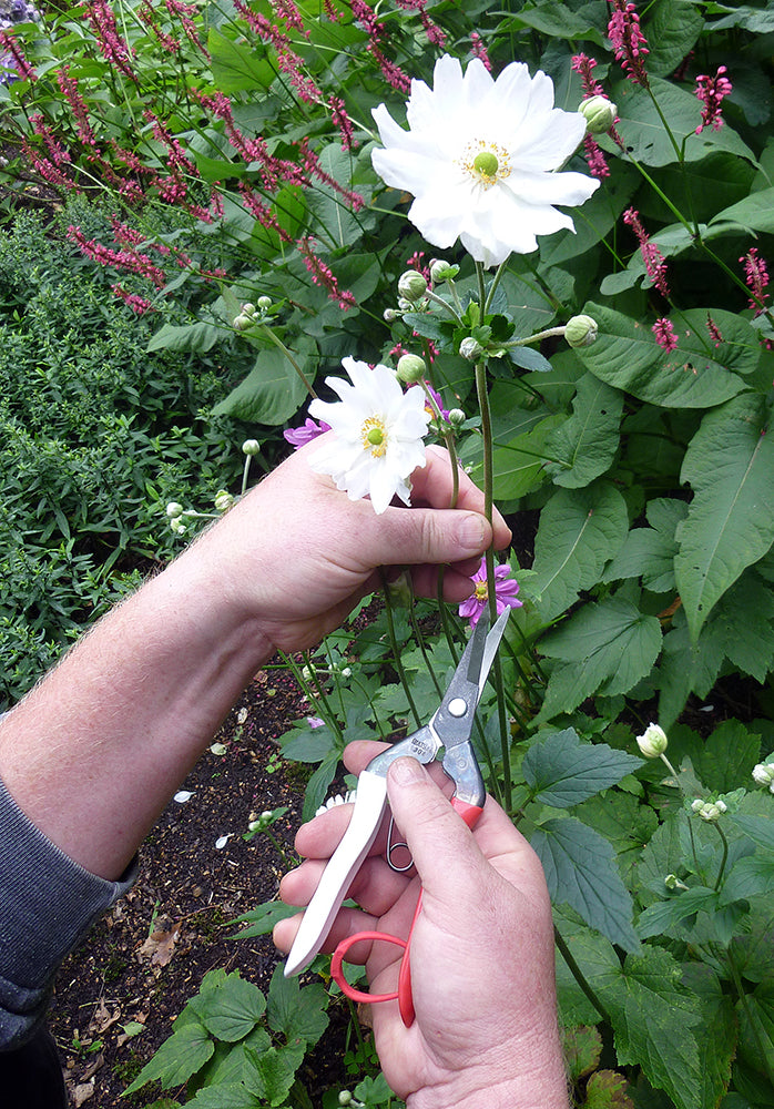 Okatsune 304 Blumenschere – Rasiermesserscharfe Mekiri Basami aus japanischem IZUMO YASUGI-Stahl – ultraleicht, ergonomisch, präziser Schnitt – ideal für zarte Pflanzentriebe