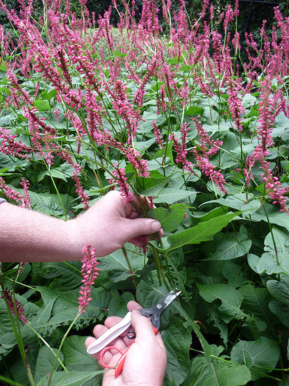 Okatsune 304 Blumenschere – Rasiermesserscharfe Mekiri Basami aus japanischem IZUMO YASUGI-Stahl – ultraleicht, ergonomisch, präziser Schnitt – ideal für zarte Pflanzentriebe
