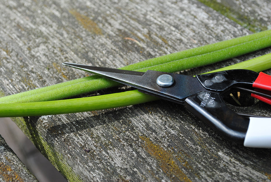 Okatsune 304 Blumenschere – Rasiermesserscharfe Mekiri Basami aus japanischem IZUMO YASUGI-Stahl – ultraleicht, ergonomisch, präziser Schnitt – ideal für zarte Pflanzentriebe