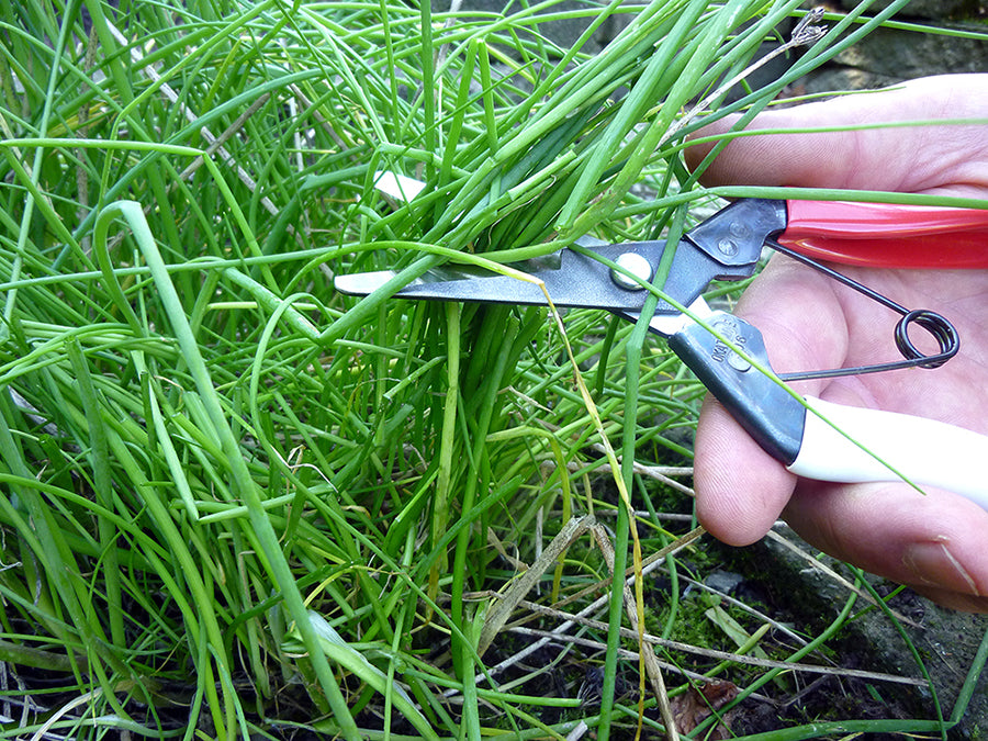 OKATSUNE 306 Stecklingsschere | Professionelle japanische Schere mit langer, abgerundeter 45 mm Klinge für sehr weiche Stängel, Früchte und Blumen, unbestrittene Nummer 1 in Japan