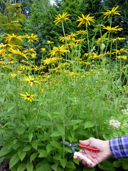 Okatsune 304 Blumenschere, lange Klinge