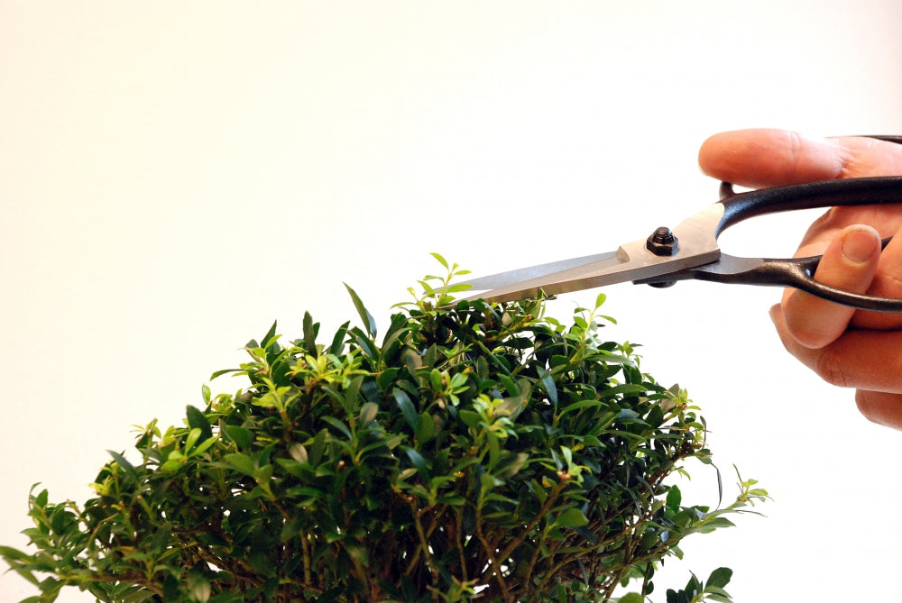 Okatsune 200 Bonsai-Schere lange Klinge und Gummistopfen