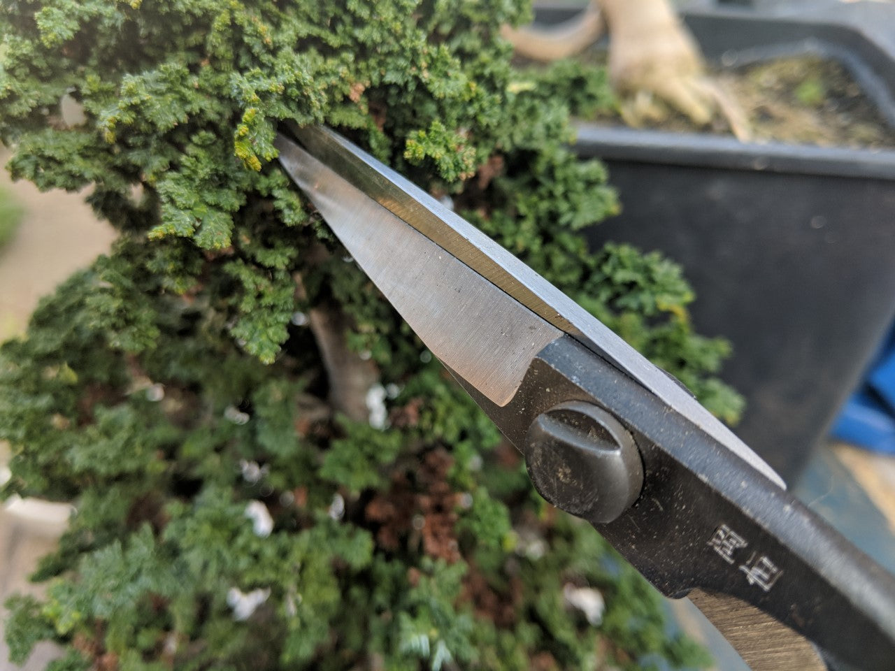 OKATSUNE Bonsai-Schere 201 | traditionelle Bonsai Basami mit Gummistopfen | 210 mm gesamt, 55 mm spitze Dünnklinge | präziser Formschnitt für Bonsai, Buchs & Kiefer